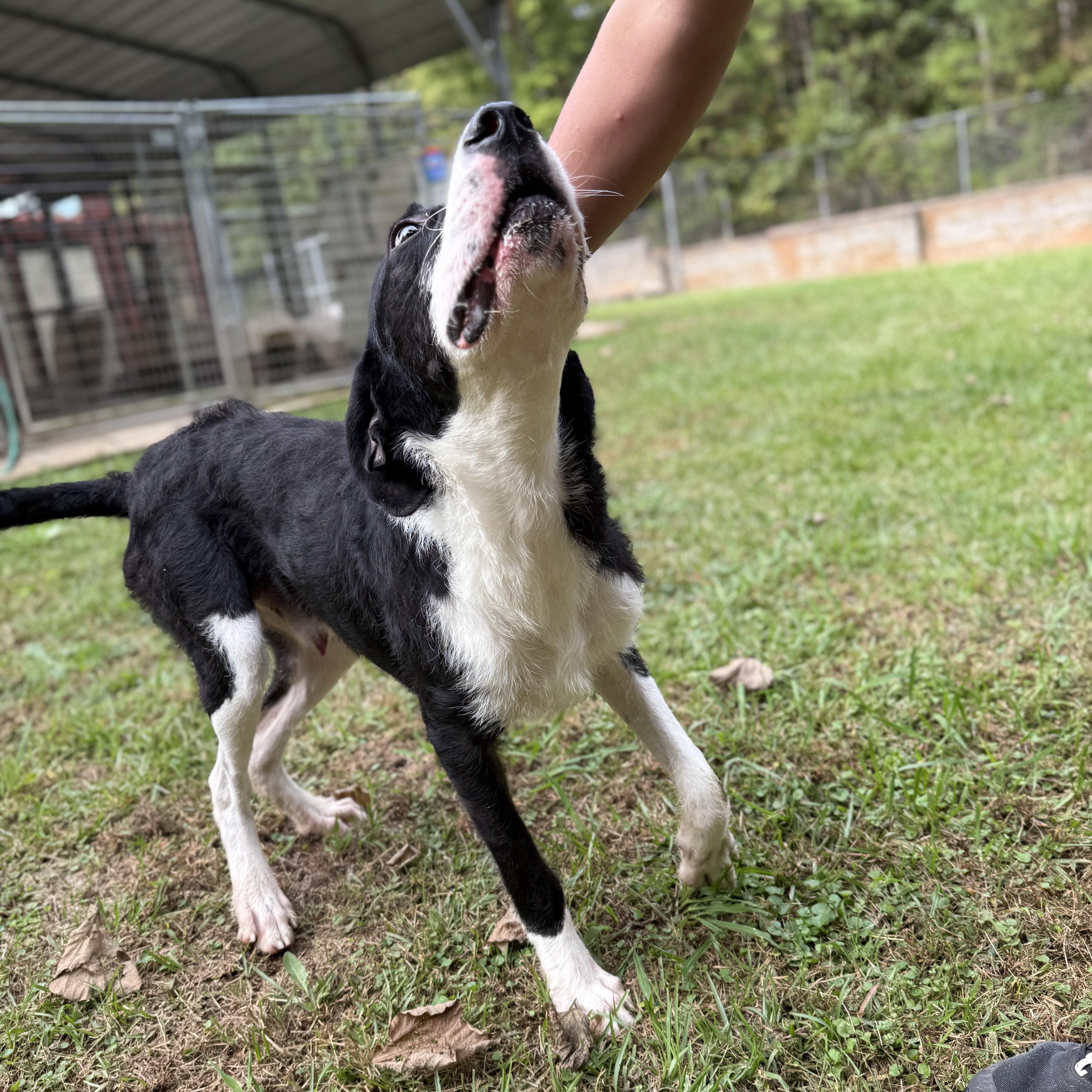 Baker 11890, a Adoptable mixed breed in Elberton, GA image 6/6