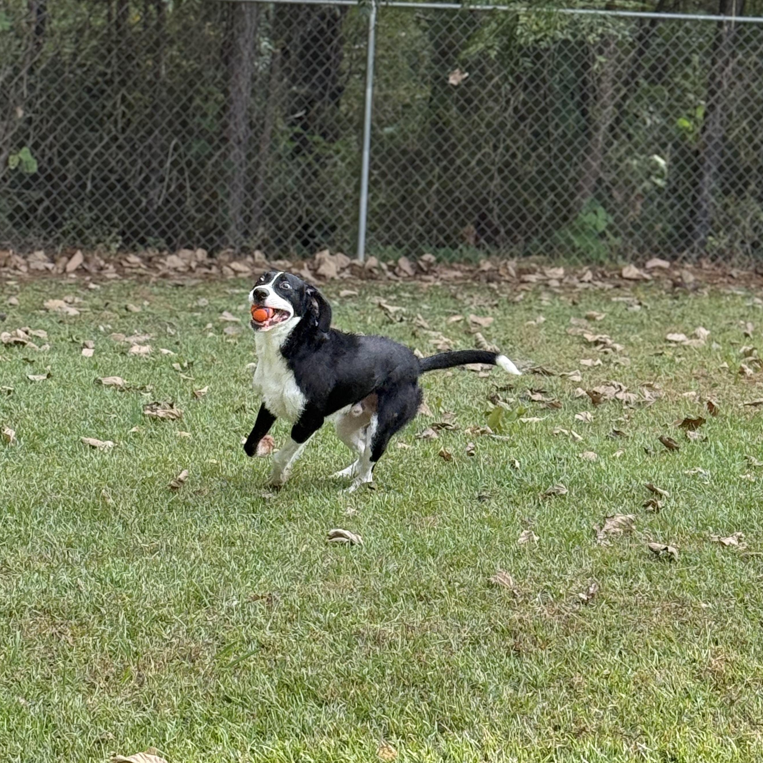 Baker 11890, a Adoptable mixed breed in Elberton, GA image 3/6