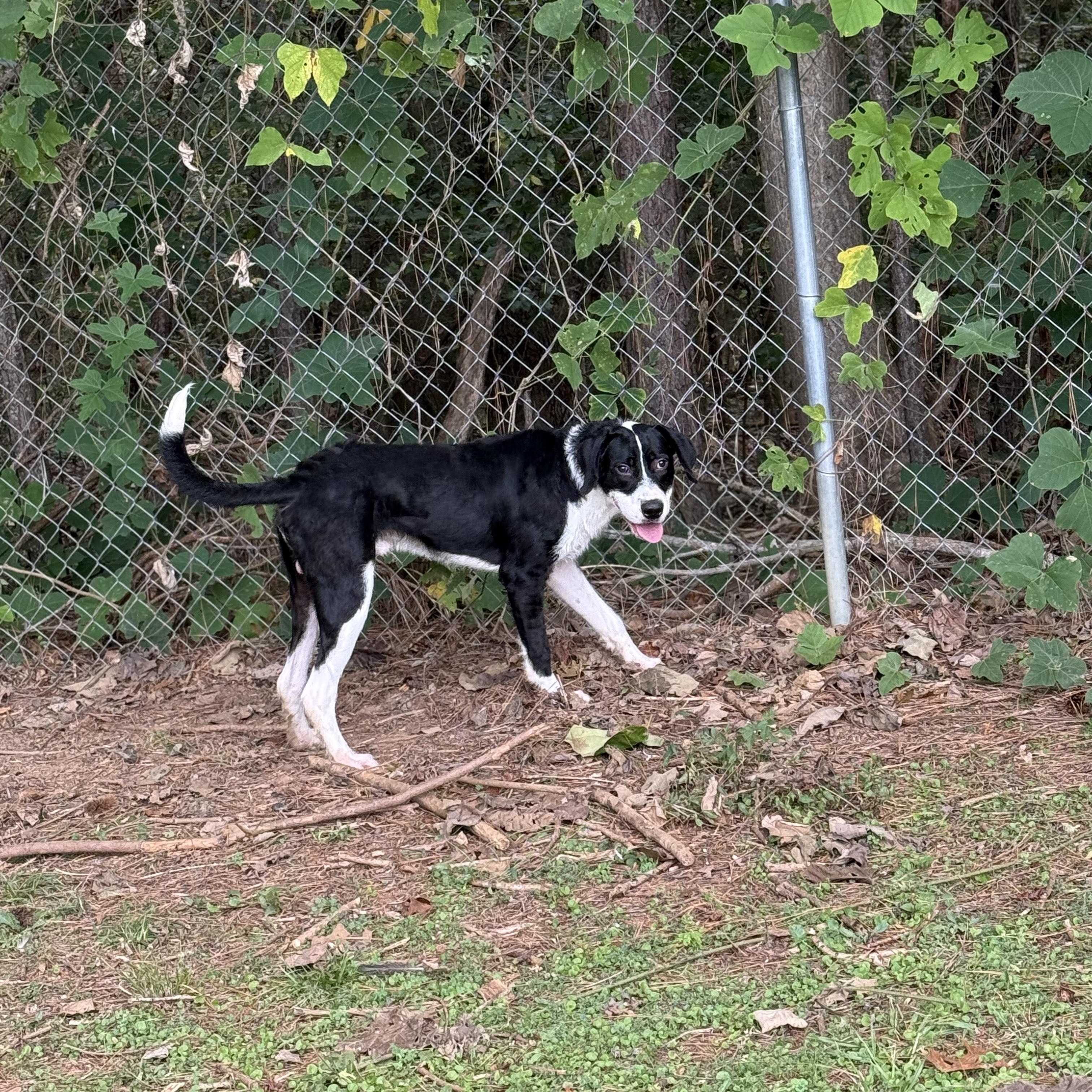 Baker 11890, a Adoptable mixed breed in Elberton, GA image 4/6