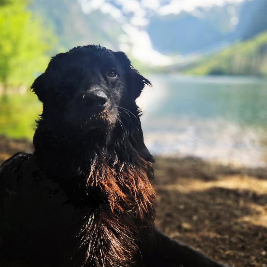 SCOUT - D3564NS, an adoptable Goldendoodle, Australian Shepherd in Burlington, WA, 98233 | Photo Image 2