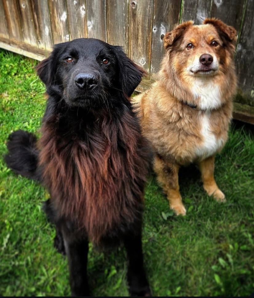 SCOUT - D3564NS, an adoptable Goldendoodle, Australian Shepherd in Burlington, WA, 98233 | Photo Image 3