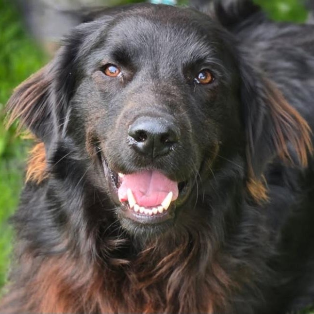 SCOUT - D3564NS, an adoptable Goldendoodle, Australian Shepherd in Burlington, WA, 98233 | Photo Image 1