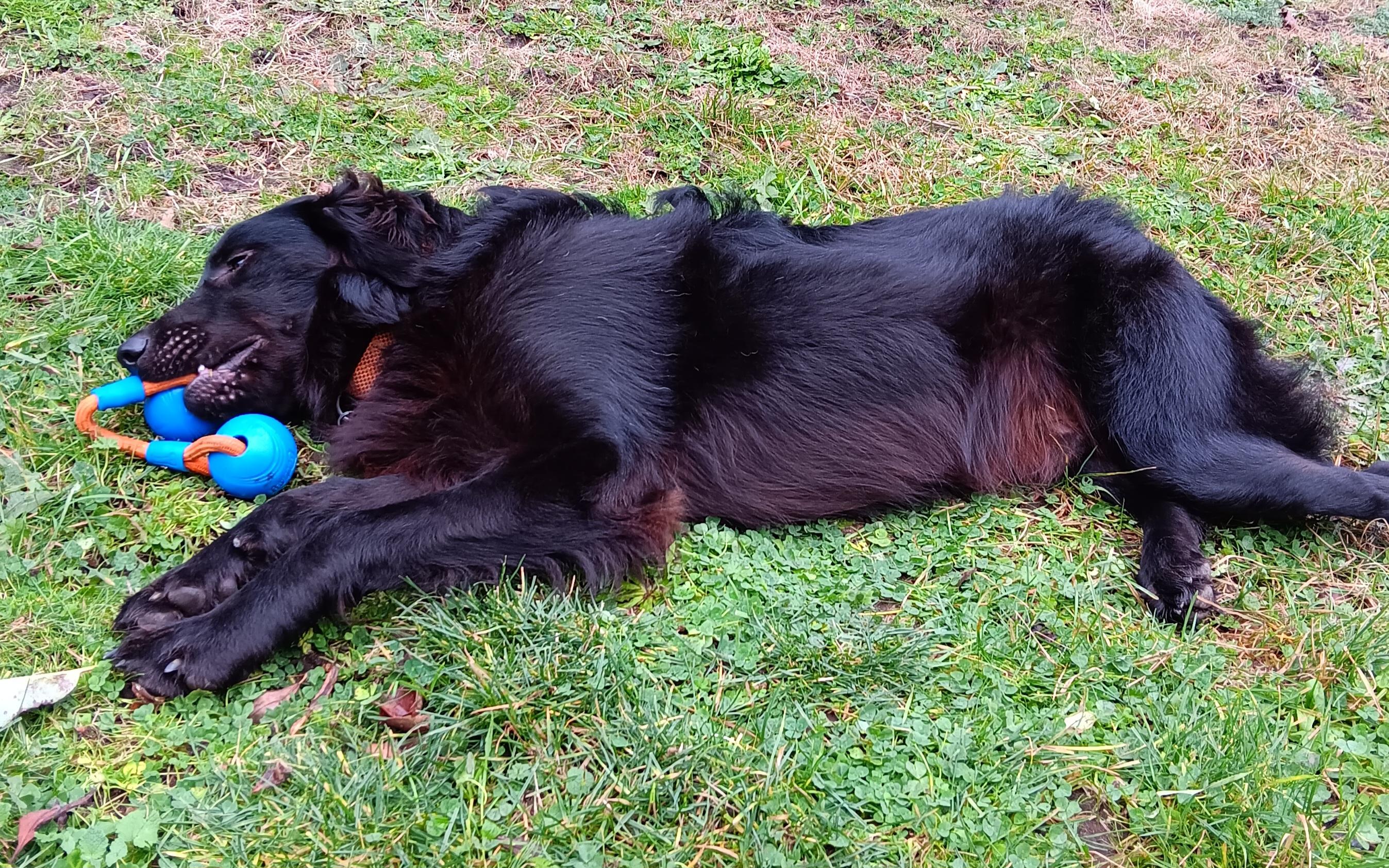 SCOUT - D3564NS, an adoptable Goldendoodle, Australian Shepherd in Burlington, WA, 98233 | Photo Image 4