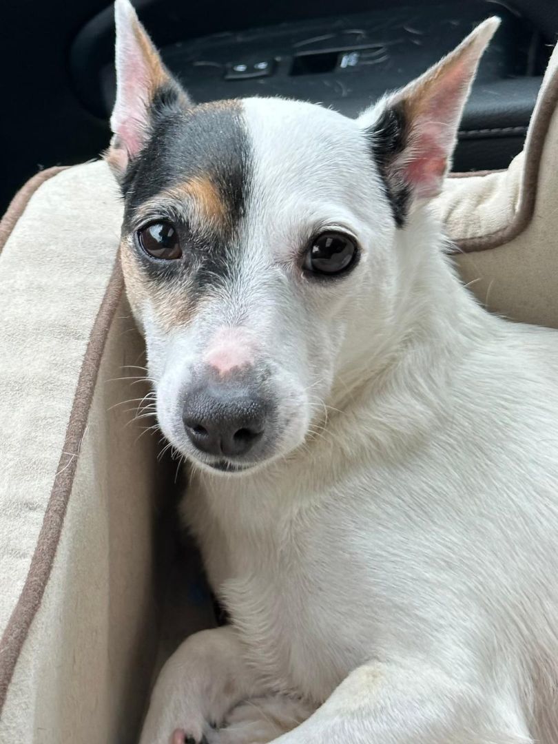 Jada, Adult Female unknown