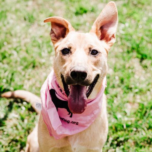 Kiara, Adoptable, Puppy Female German Shepherd Dog & Labrador Retriever.