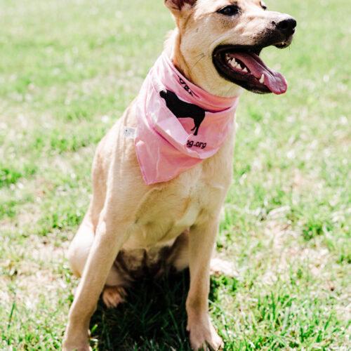 Kiara, Adoptable, Puppy Female German Shepherd Dog & Labrador Retriever.