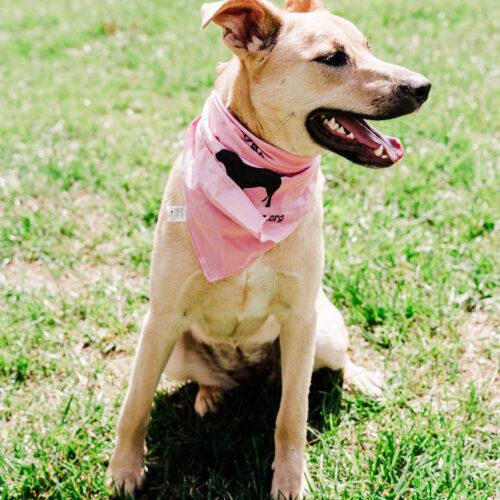 Enlarge Kiara, a Adoptable mixed breed in Christiansburg, VA image 2/5