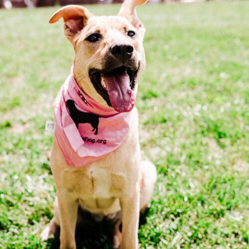 Enlarge Kiara, a Adoptable mixed breed in Christiansburg, VA image 3/5