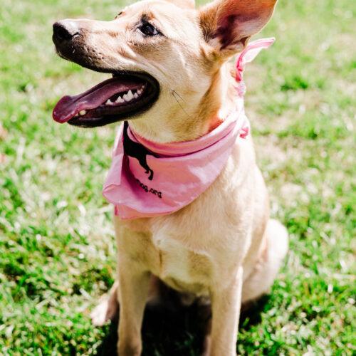 Enlarge Kiara, a Adoptable mixed breed in Christiansburg, VA image 4/5