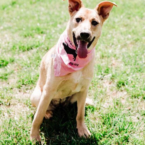 Enlarge Kiara, a Adoptable mixed breed in Christiansburg, VA image 5/5