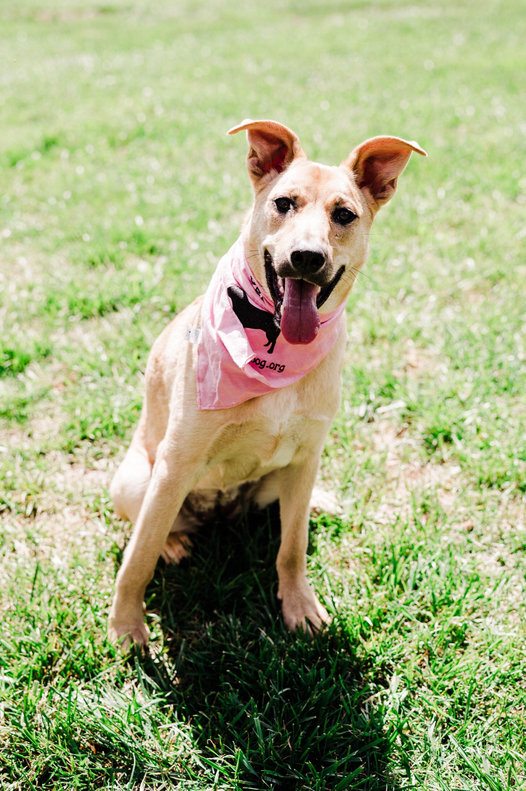 Enlarge Kiara, a Adoptable mixed breed in Christiansburg, VA image 6/6
