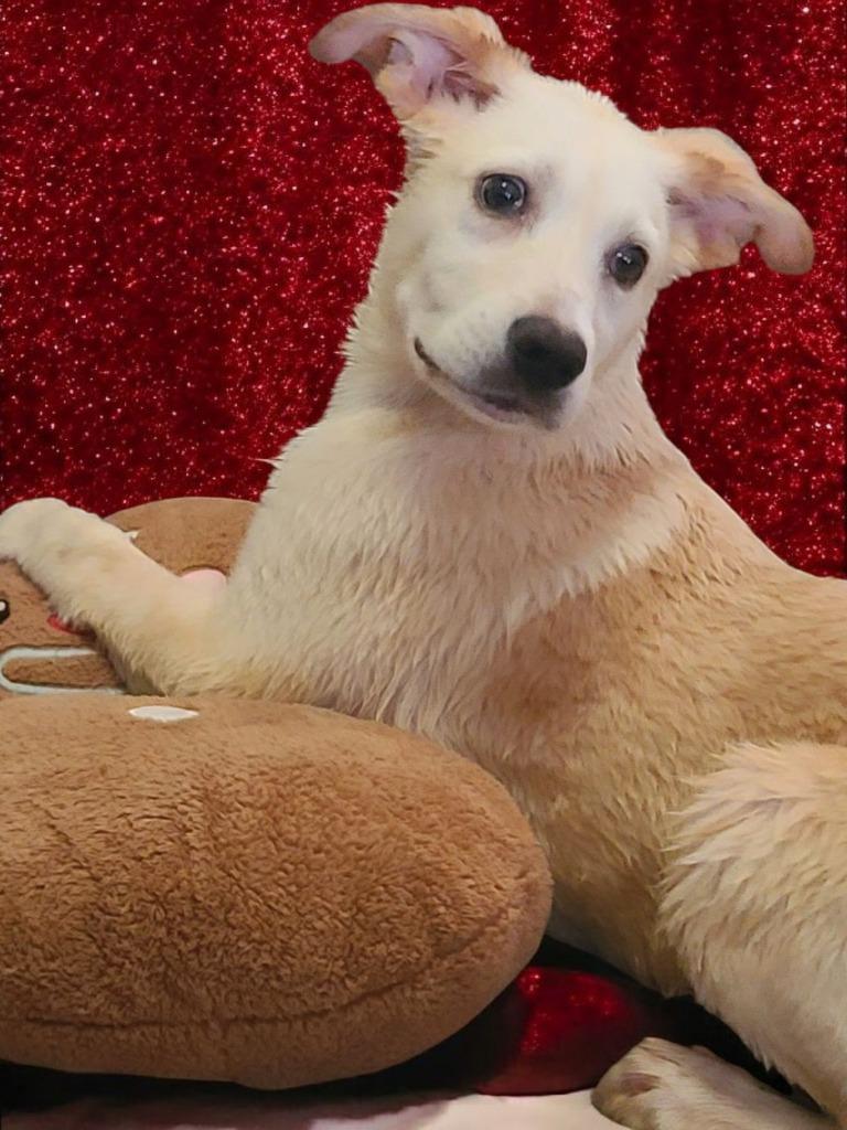 Enlarge Madeline, a Adopted Labrador Retriever in Fort Stockton, TX image 1/2