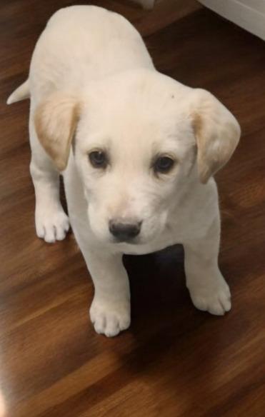 Enlarge Madeline, a Adopted Labrador Retriever in Fort Stockton, TX image 2/2