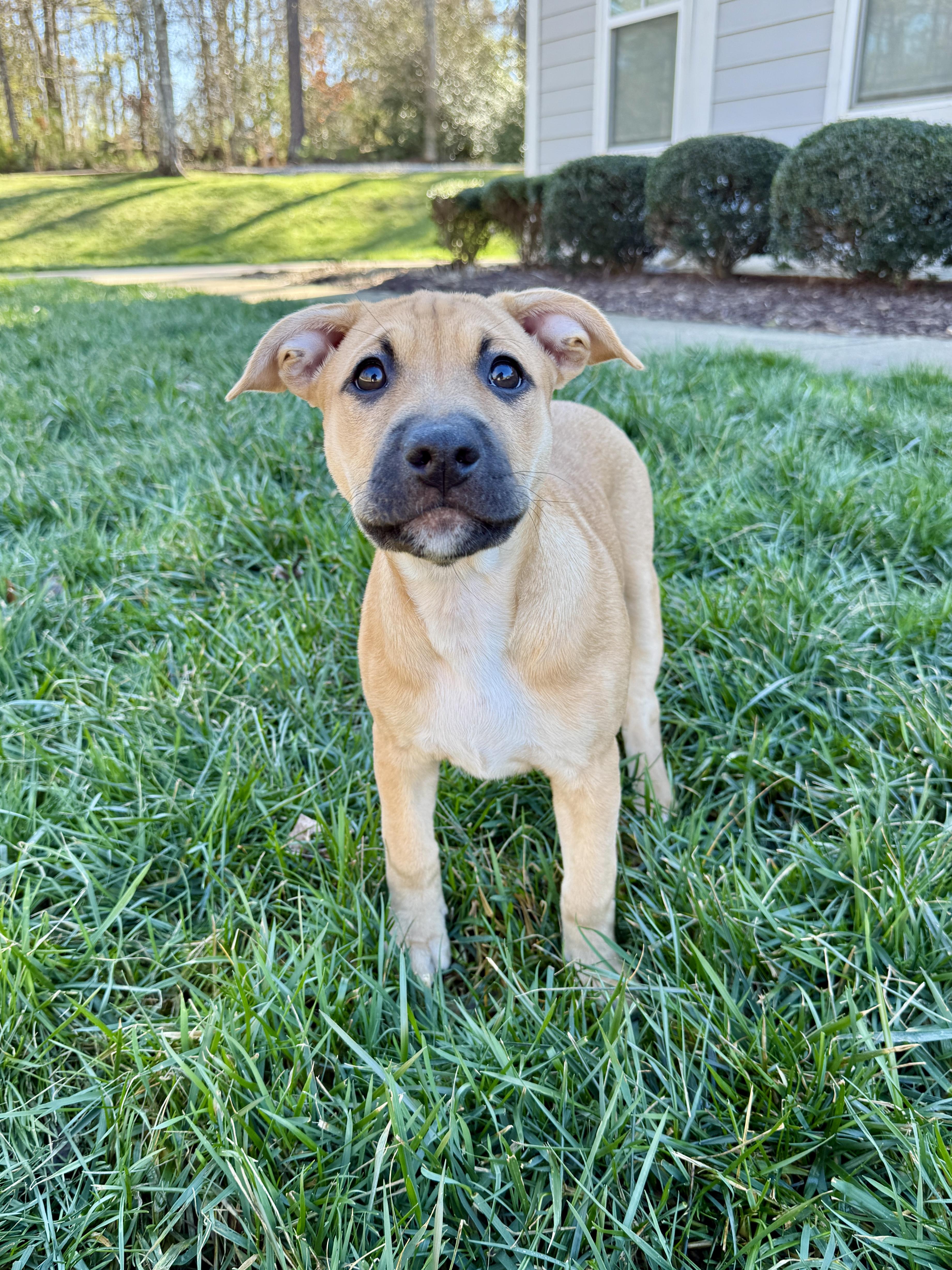 Enlarge Sugar Plum, an adopted mixed breed in Roswell, GA image 3/3