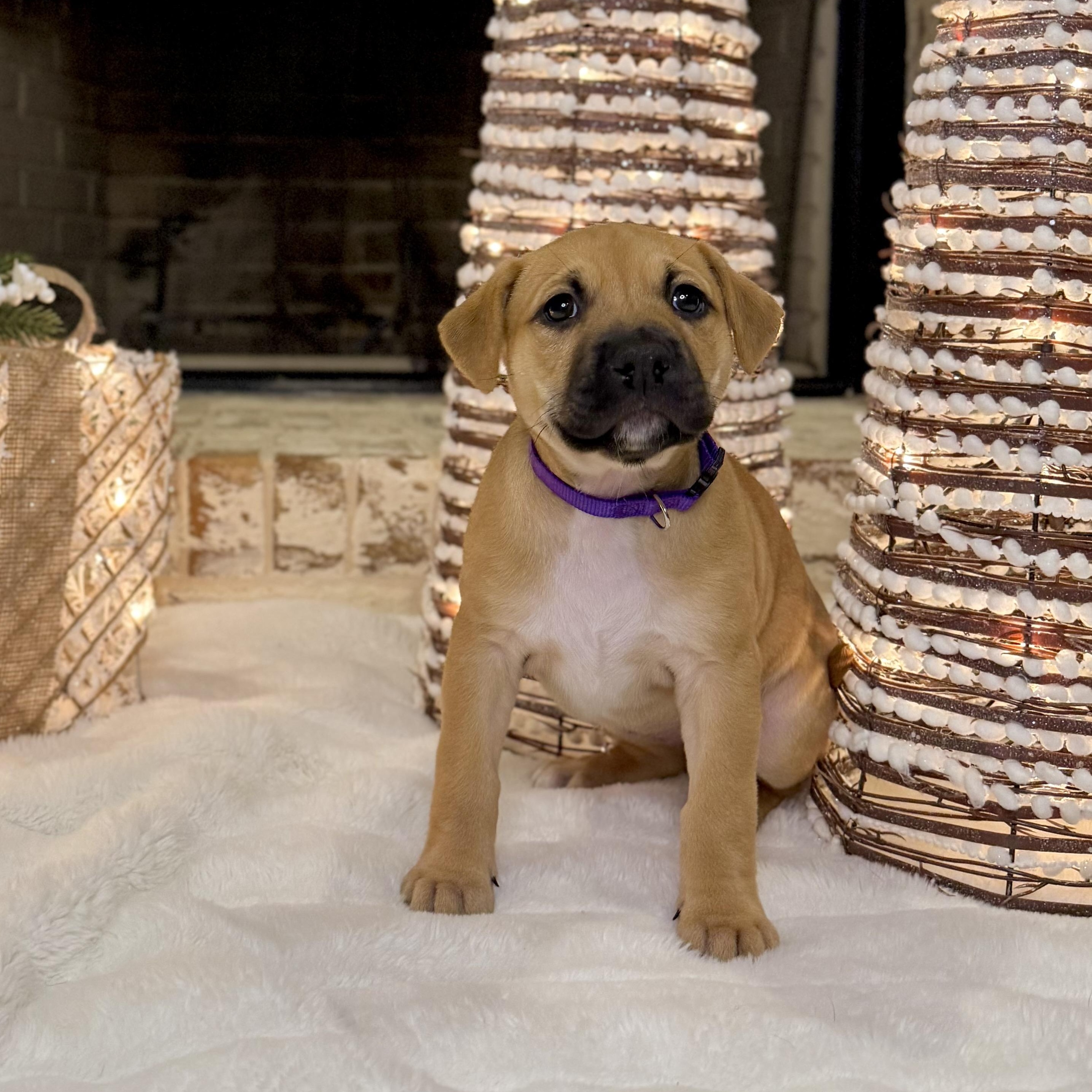 Enlarge Sugar Plum, an adopted mixed breed in Roswell, GA image 2/3