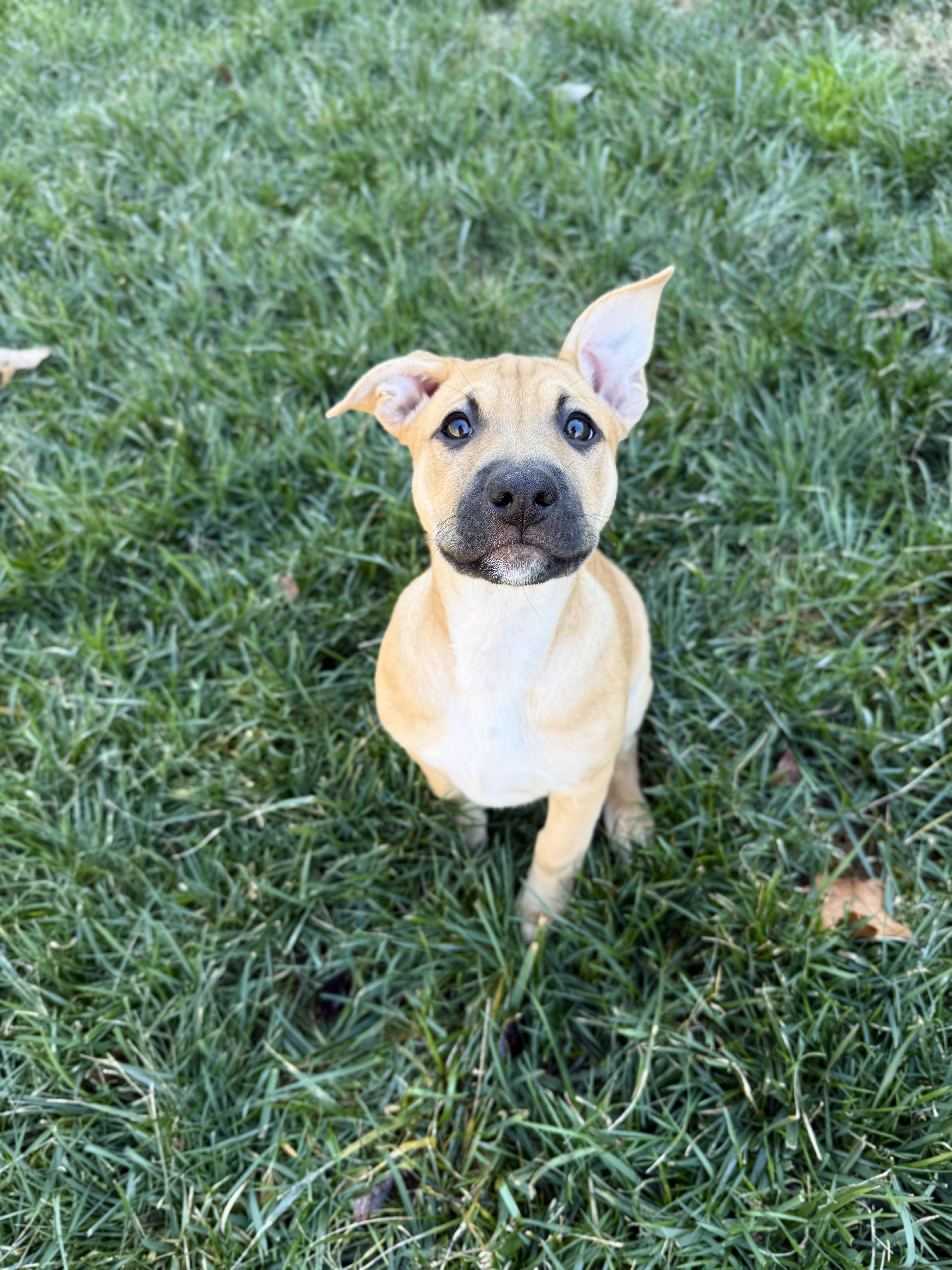 Enlarge Sugar Plum, an adopted mixed breed in Roswell, GA image 1/3