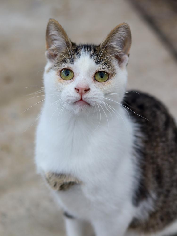 Bitsy, Adoptable, Kitten Female Domestic Short Hair.