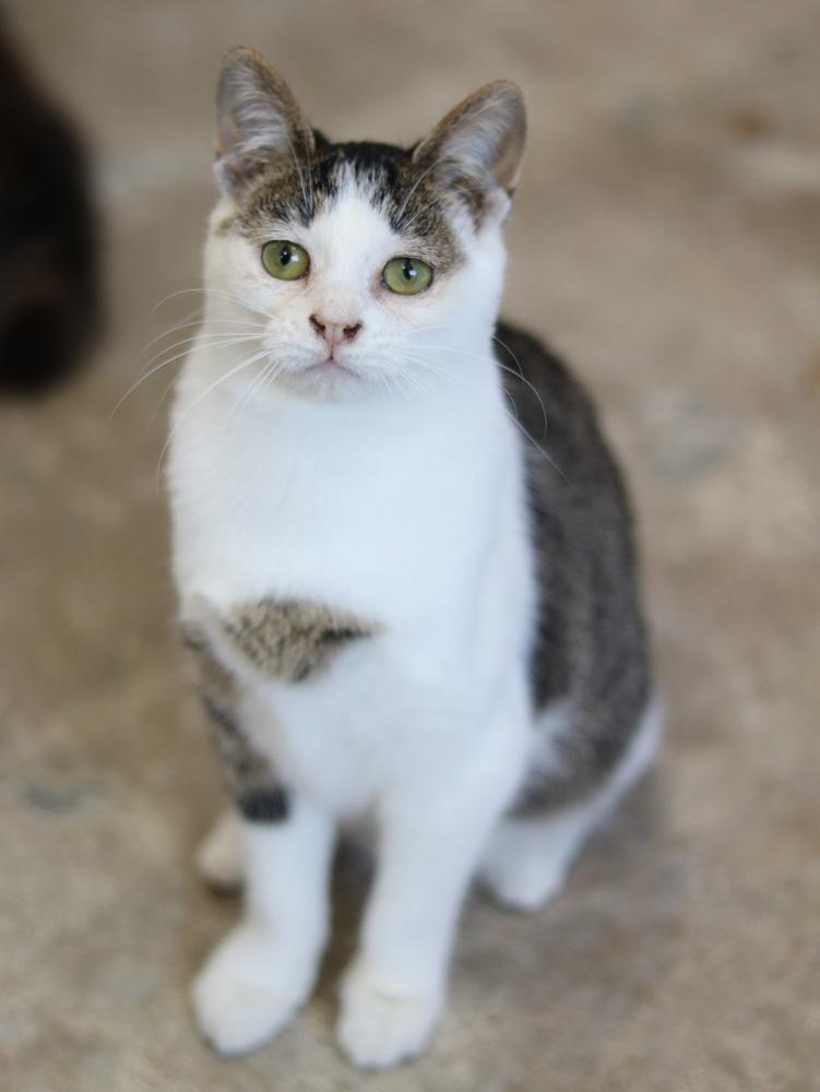 Enlarge Bitsy, a Adoptable Domestic Short Hair in Lewisburg, TN image 2/5