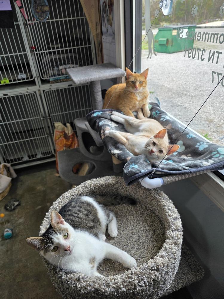 Bitsy, Adoptable, Kitten Female Domestic Short Hair.