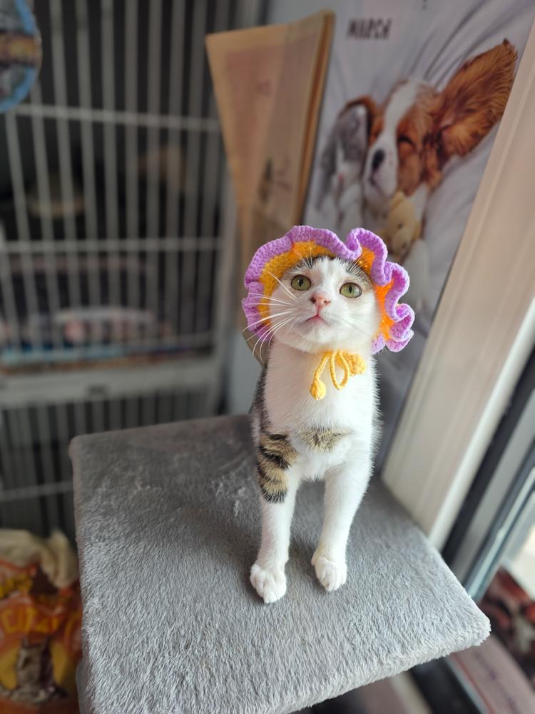 Bitsy, a Adoptable Domestic Short Hair in Lewisburg, TN image 3/3