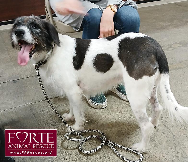 Enlarge Rokky, a ADOPTABLE mixed breed in Marina Del Rey, CA image 1/4