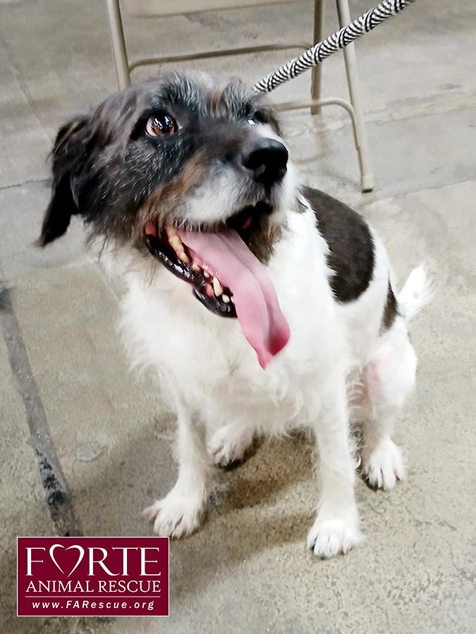 Enlarge Rokky, a ADOPTABLE mixed breed in Marina Del Rey, CA image 3/4