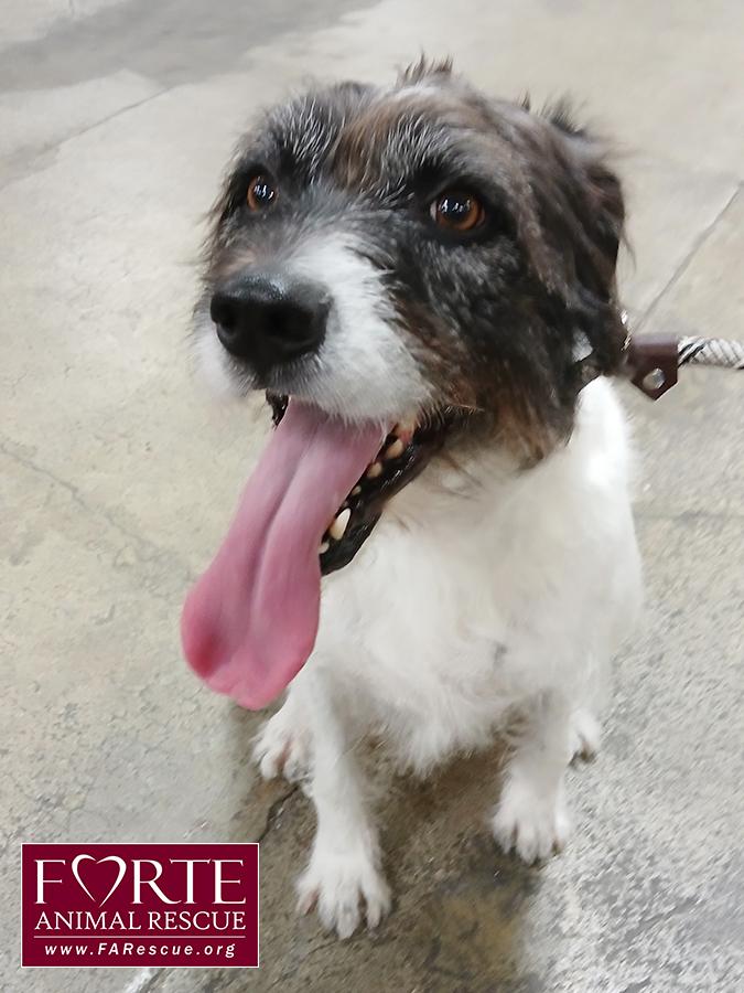 Enlarge Rokky, a ADOPTABLE mixed breed in Marina Del Rey, CA image 2/4