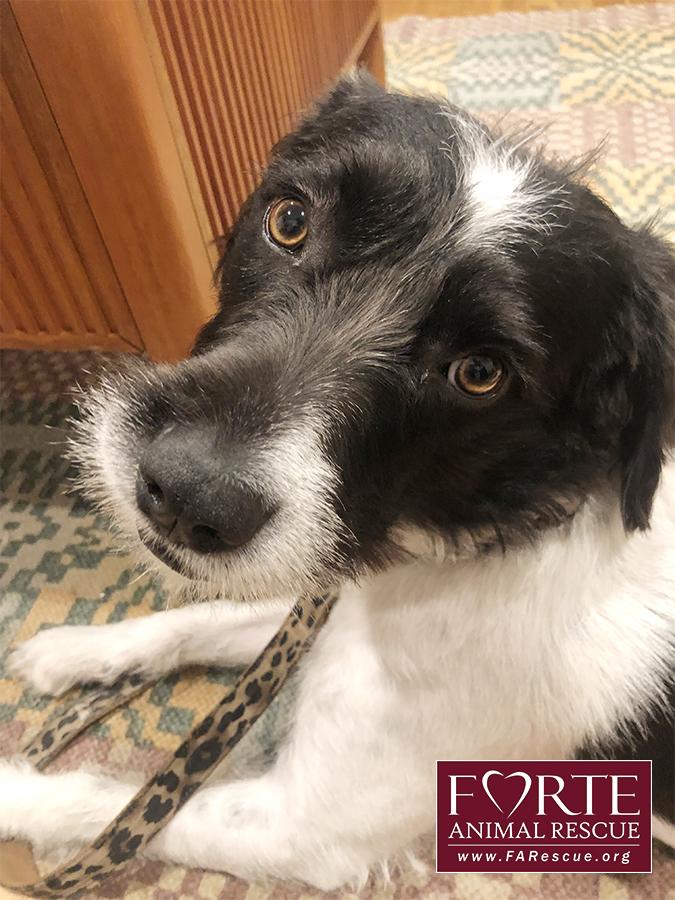 Enlarge Rokky, a ADOPTABLE mixed breed in Marina Del Rey, CA image 4/4