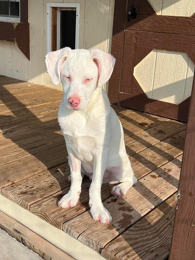 Klondike, Adoptable, Young Male Catahoula Leopard Dog.