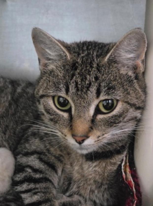Ocelot, ADOPTABLE, Adult Female Domestic Short Hair.