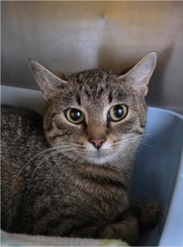 Enlarge Ocelot, a ADOPTABLE mixed breed in Marshall, NC image 2/2