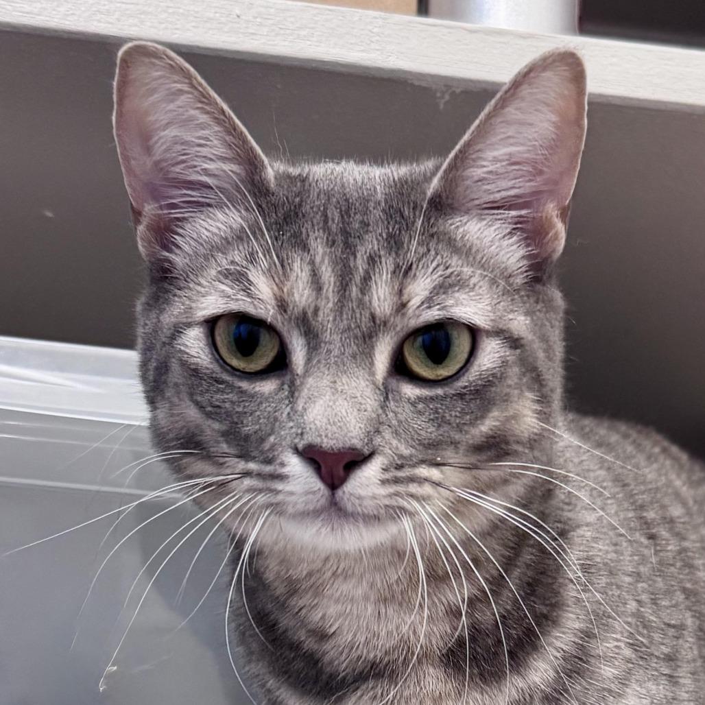 Camille, Adoptable, Young Female Domestic Short Hair.