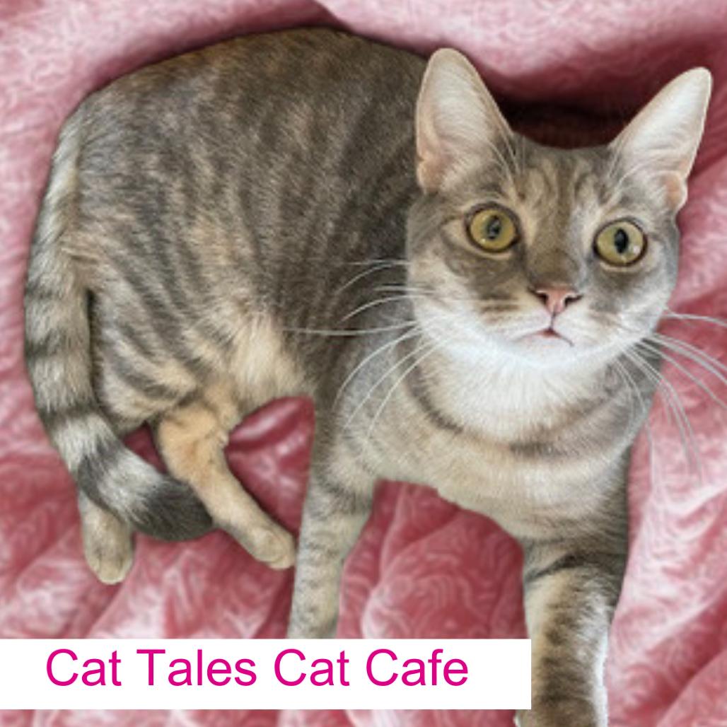 Enlarge Camille, a Adoptable Domestic Short Hair in Chapel Hill, NC image 2/2