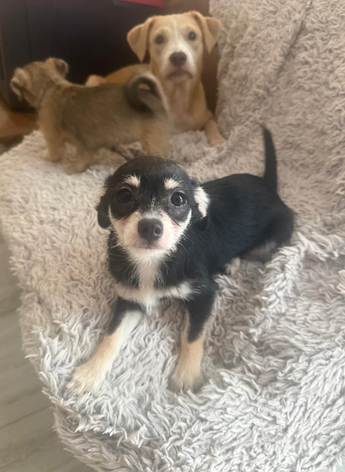 Enlarge Lily, an adopted mixed breed in New York , NY image 2/5