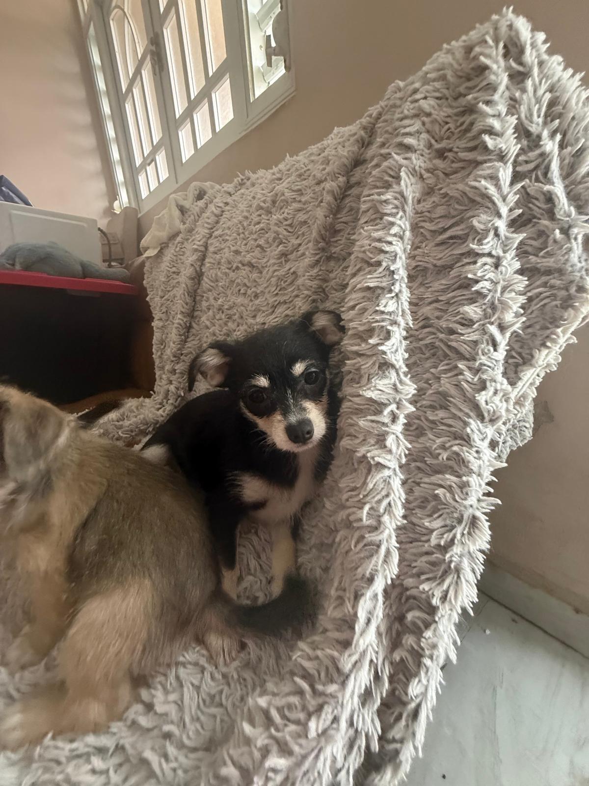 Lily, adopted, Puppy Female Yorkshire Terrier & Chihuahua.