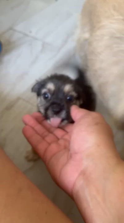 Enlarge Lily, an adopted mixed breed in New York , NY video 4/5