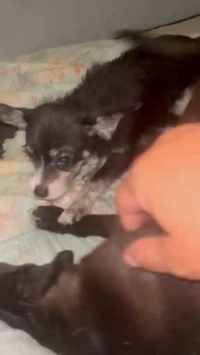 Enlarge Lily, an adopted mixed breed in New York , NY video 3/5