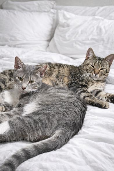 Diamond — thumbnail 4