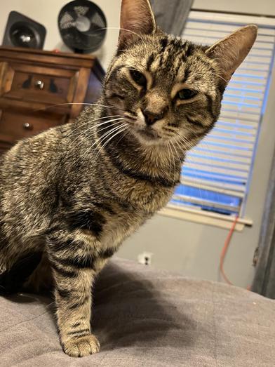 Diamond — thumbnail 5