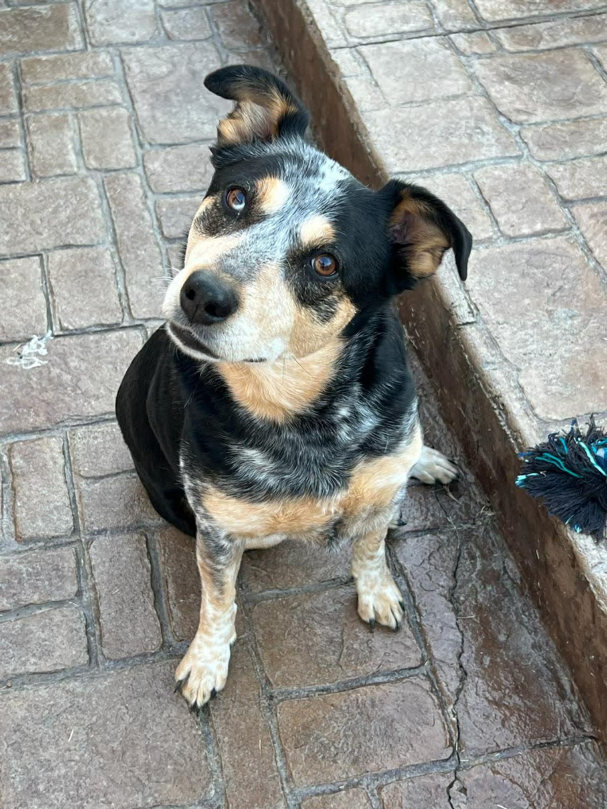 Sadie, Adoptable, Senior Female Australian Cattle Dog / Blue Heeler.