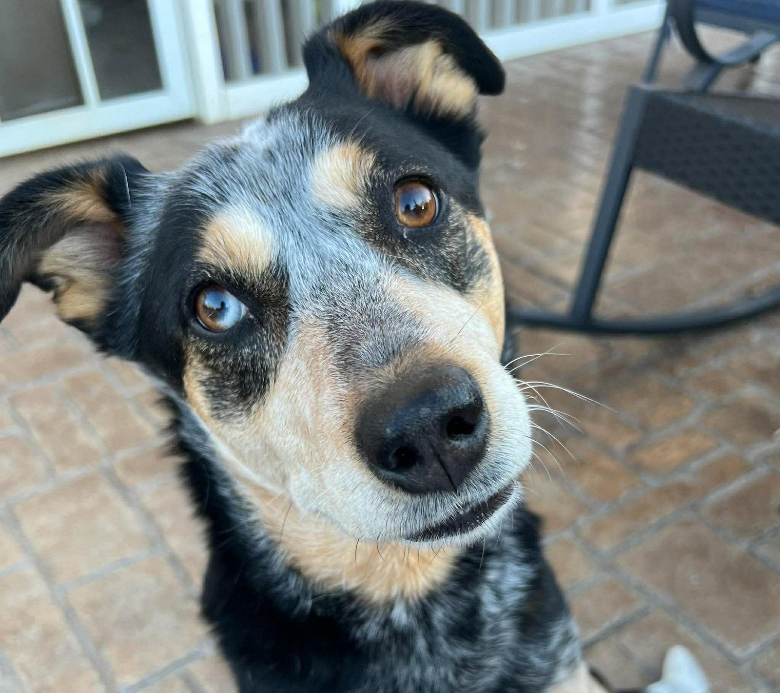 Enlarge Sadie, a Adoptable Australian Cattle Dog / Blue Heeler in Stratham, NH image 2/2