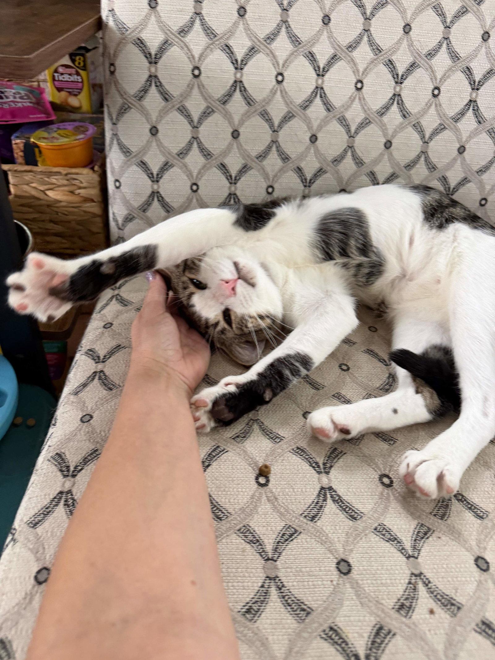 Enlarge Bob (Goose), a Adopted Domestic Short Hair in Naples, FL image 1/3