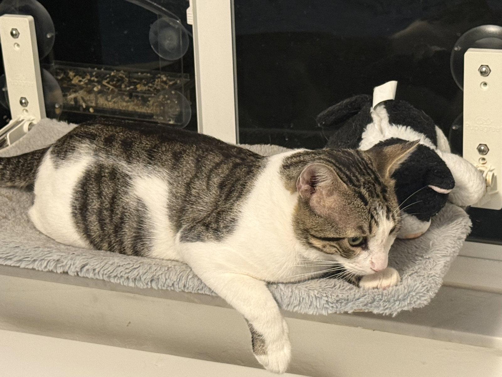 Bob, Adoptable, Adult Male Domestic Short Hair.