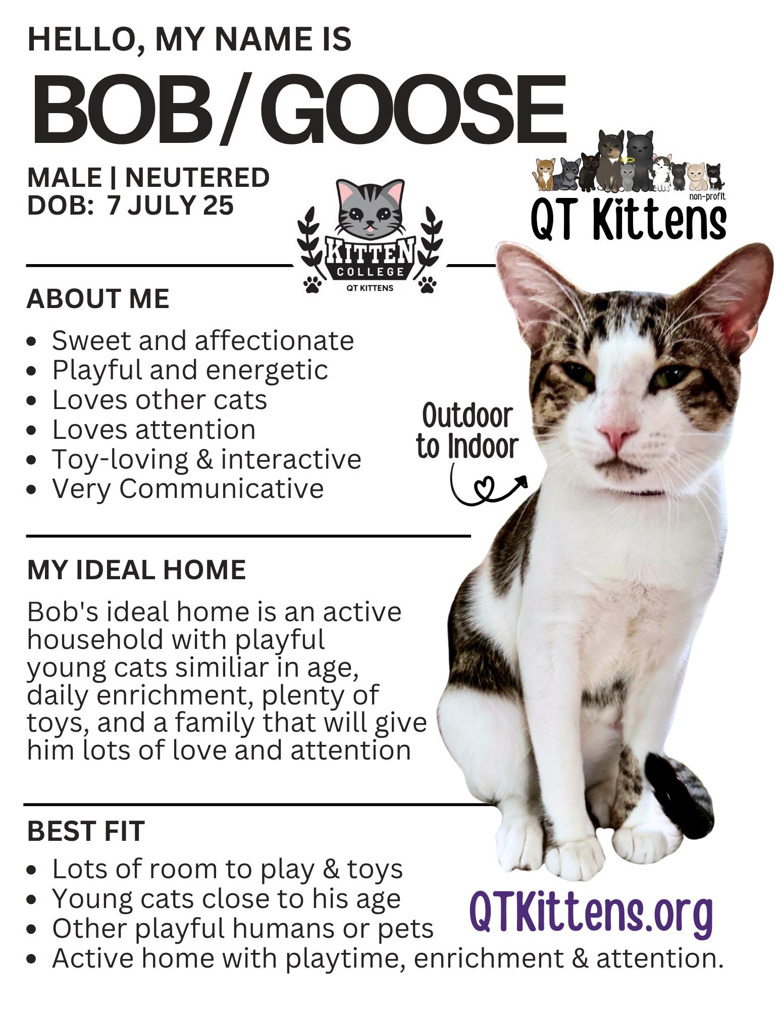 Enlarge Bob (Goose), a Adopted Domestic Short Hair in Naples, FL image 2/3