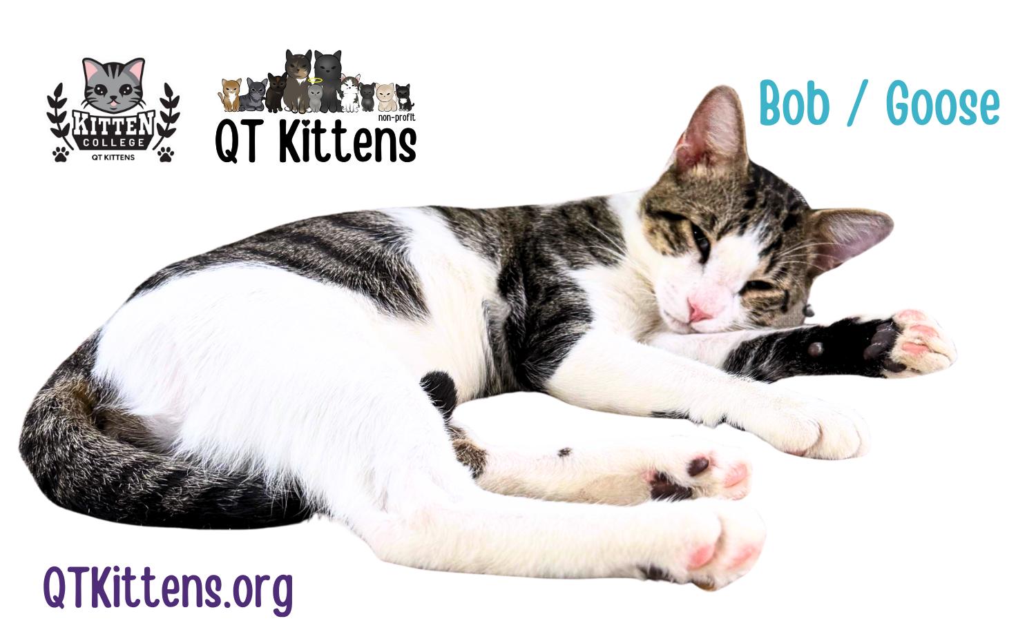 Enlarge Bob (Goose), a Adopted Domestic Short Hair in Naples, FL image 3/3
