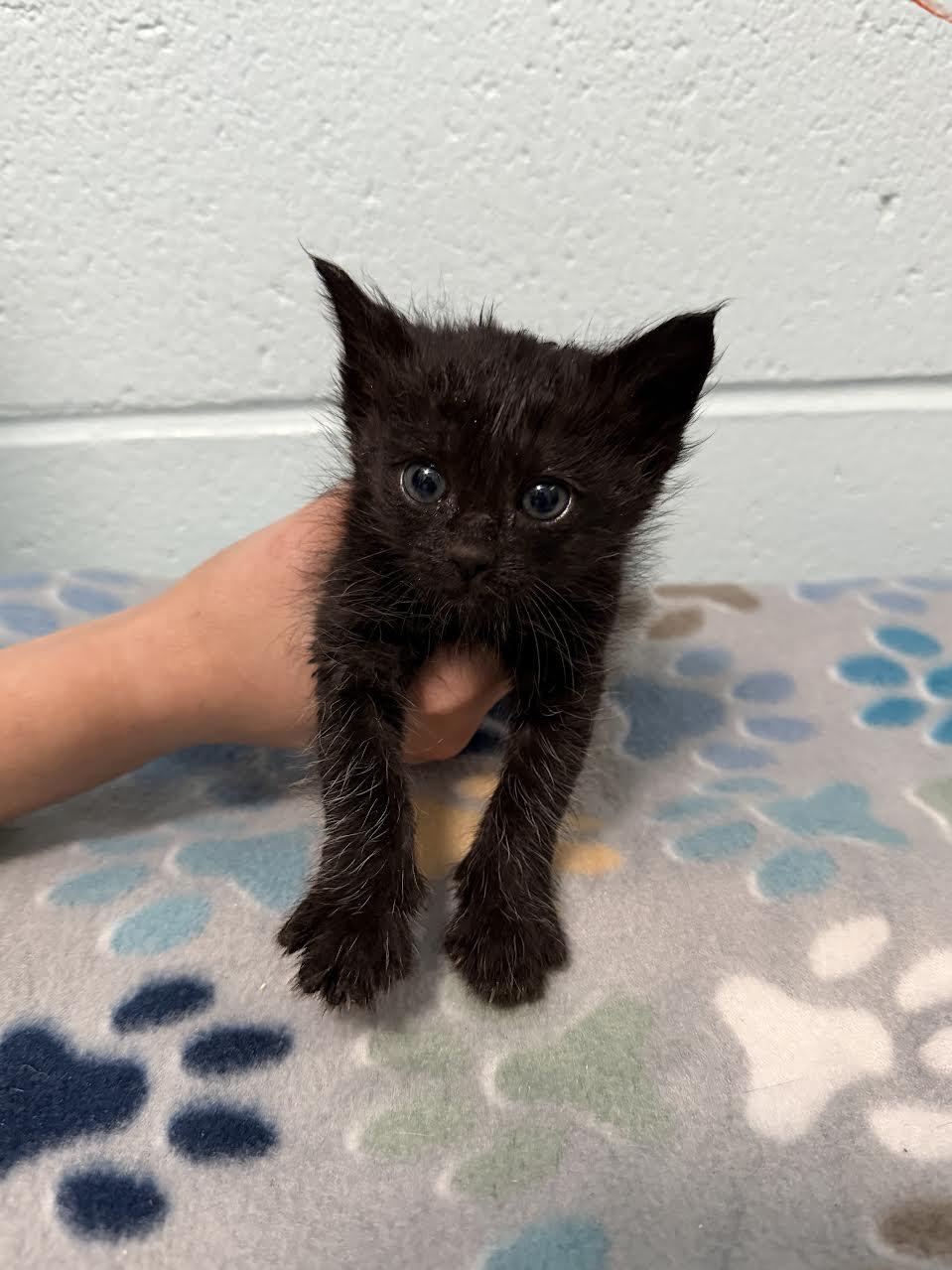 Juno, adopted, Young Female Domestic Short Hair.