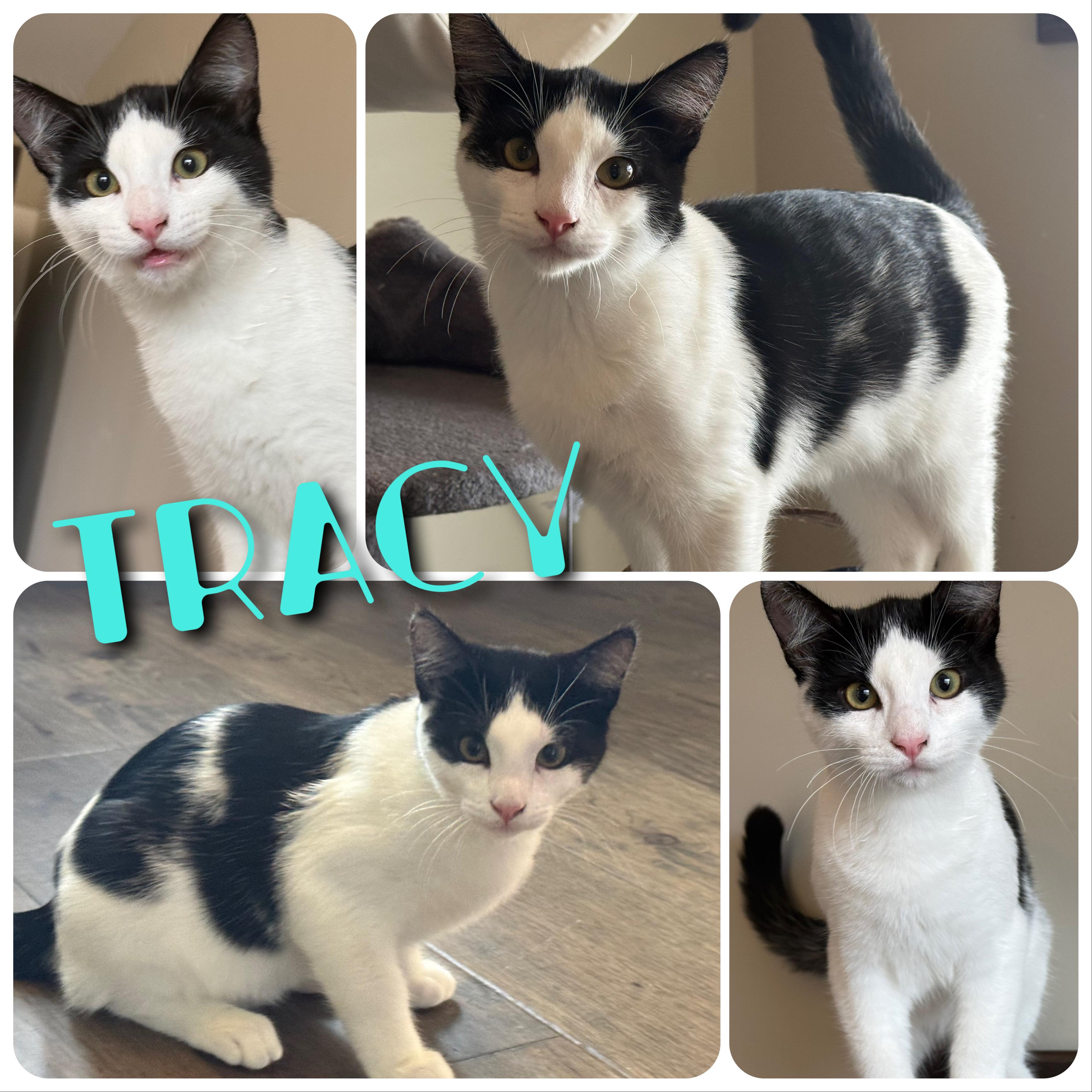Tracy, ADOPTABLE, Kitten Male Domestic Short Hair.