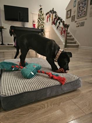 Enlarge 3239B Holly-Adoption Ambassador, a Adoptable mixed breed in North Charleston, SC image 1/3