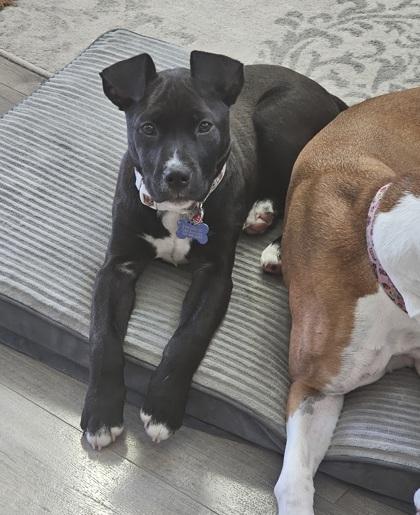 Enlarge 3239B Holly-Adoption Ambassador, a Adoptable mixed breed in North Charleston, SC image 2/3