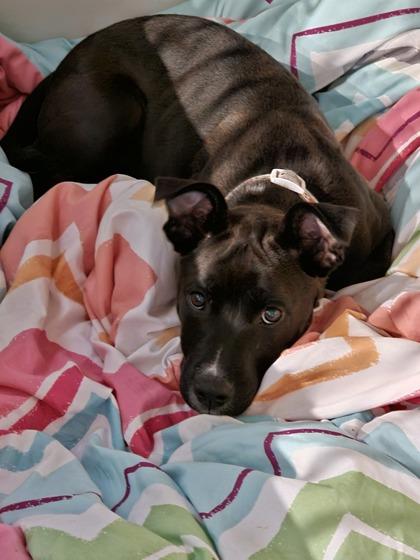 Enlarge 3239B Holly-Adoption Ambassador, a Adoptable mixed breed in North Charleston, SC image 3/3